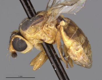 Media type: image;   Entomology 7884 Aspect: habitus lateral view